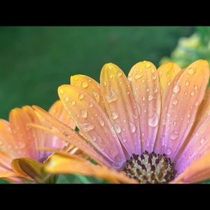 Meet your Posher, Savannah